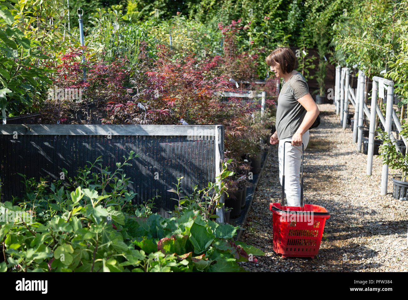 Un modelo de mujer liberada para compras de plantas en un centro de jardinería, Cambridgeshire Inglaterra Foto de stock