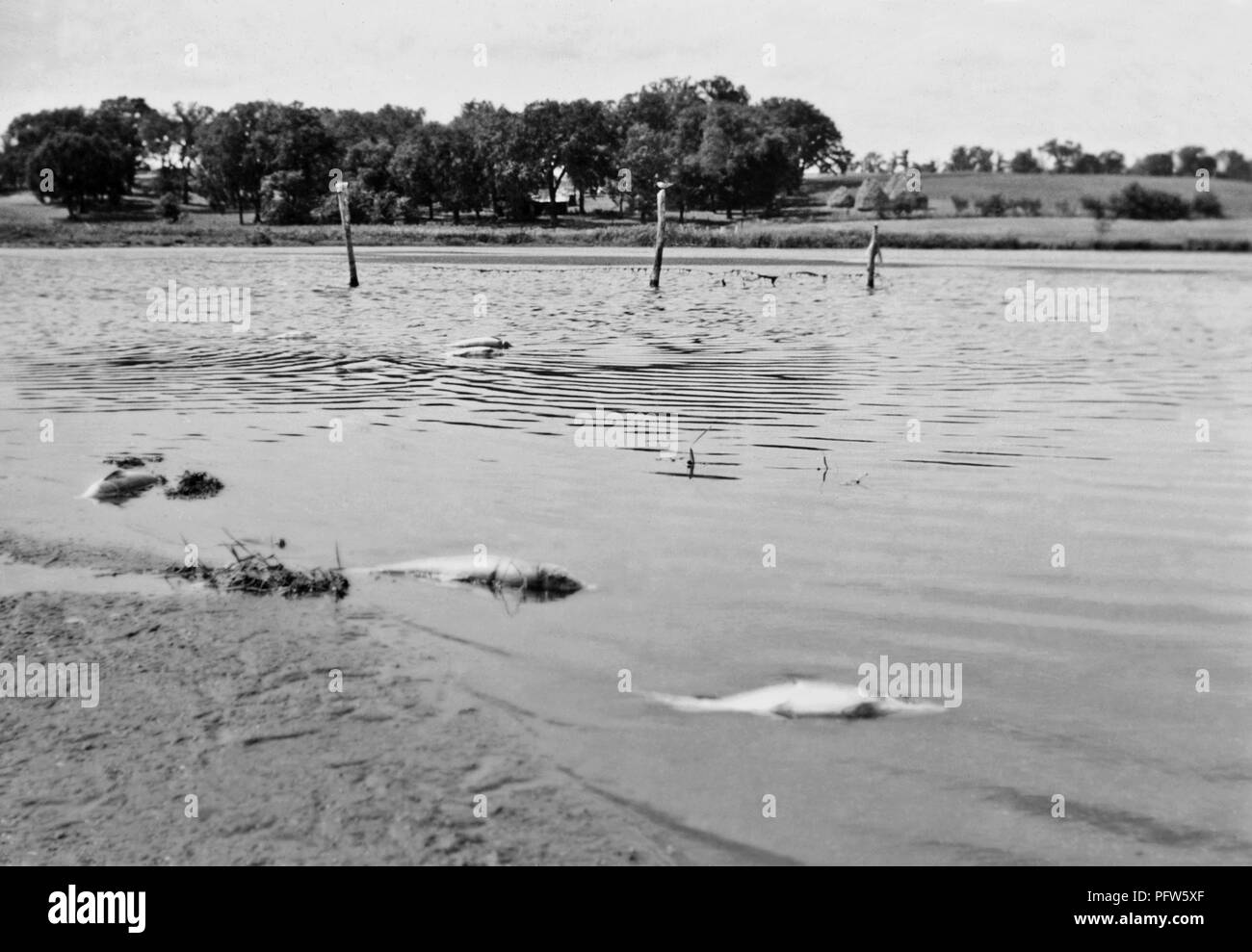 Número de peces muertos en Minnesota Cokato Lake en la salida de los lagos principal afluente, Sucker Creek, agosto de 1937. Imagen cortesía de los Centros para el Control de Enfermedades (CDC) / Departamento de Salud de Minnesota, R.N. Biblioteca Barr, bibliotecarios Melissa Rethlefsen y Marie Jones. () Foto de stock