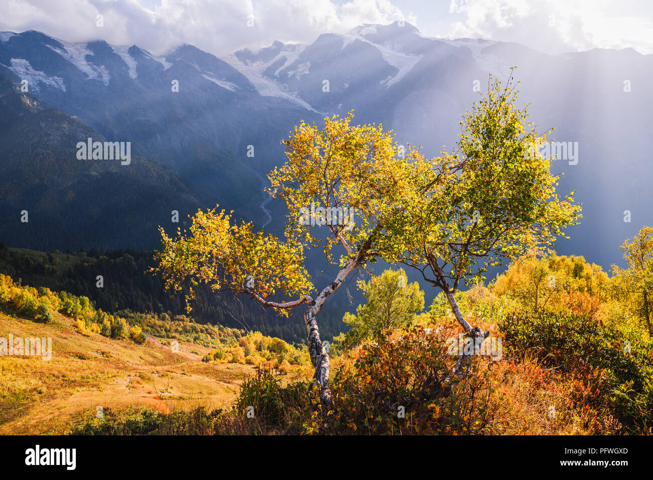 Paisaje de otoño en las montañas. Bosque de abedules en el talud Mkheer mount. Cáucaso, Georgia, Zemo Svaneti Foto de stock