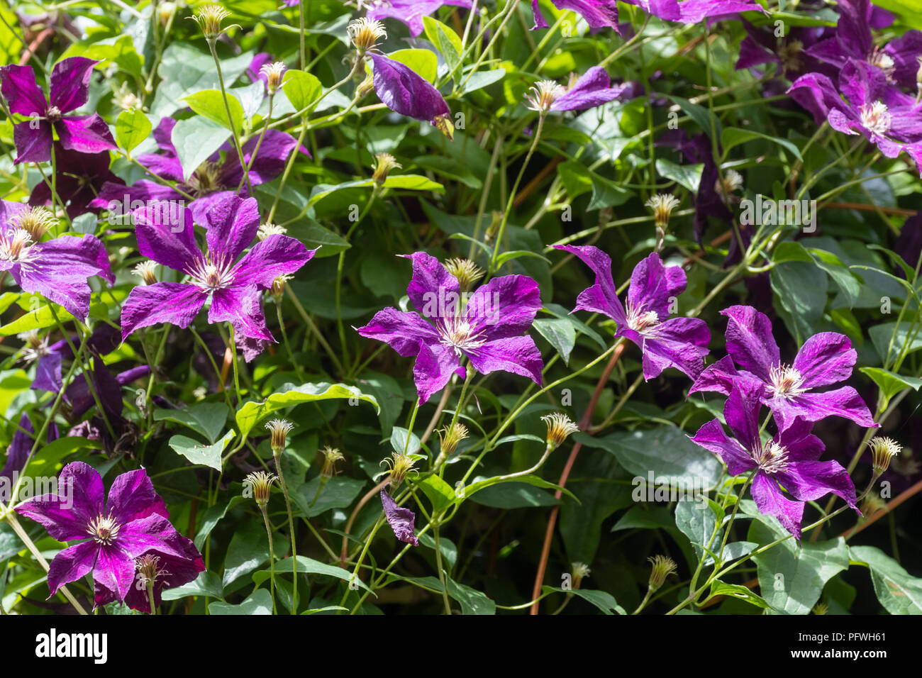 Flores púrpura de la flor grande grupo tardío, clemátide Clematis 'Kosmicheskaia Melodiia' Foto de stock