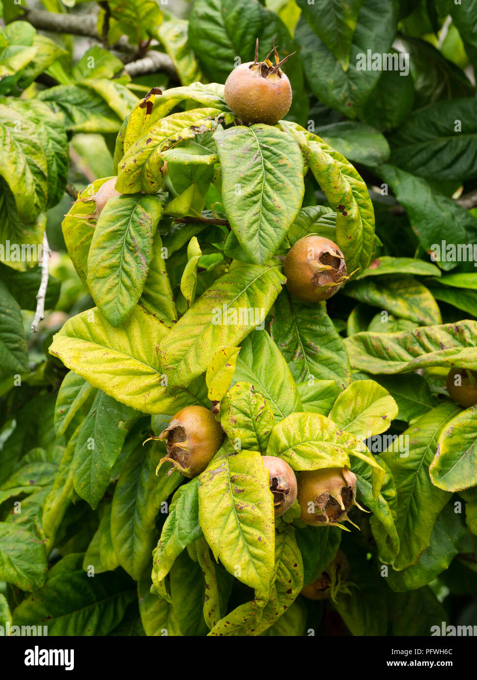A finales del verano la fruta del árbol de hoja caduca, Hardy formando níspero, Mespilus germanica Foto de stock