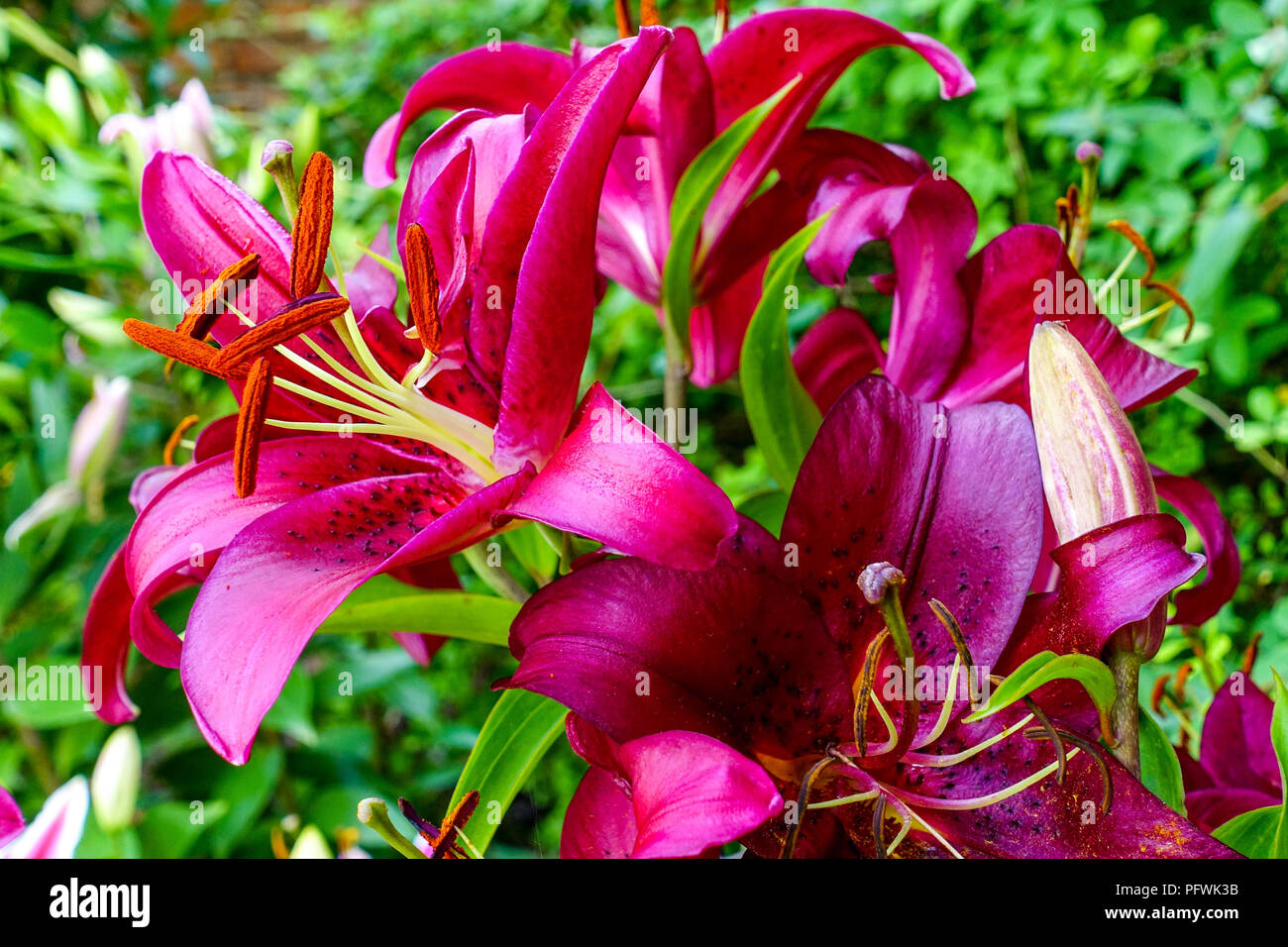 Lily Oriental, el Lilium ' ' Montezuma, lirios orientales Foto de stock