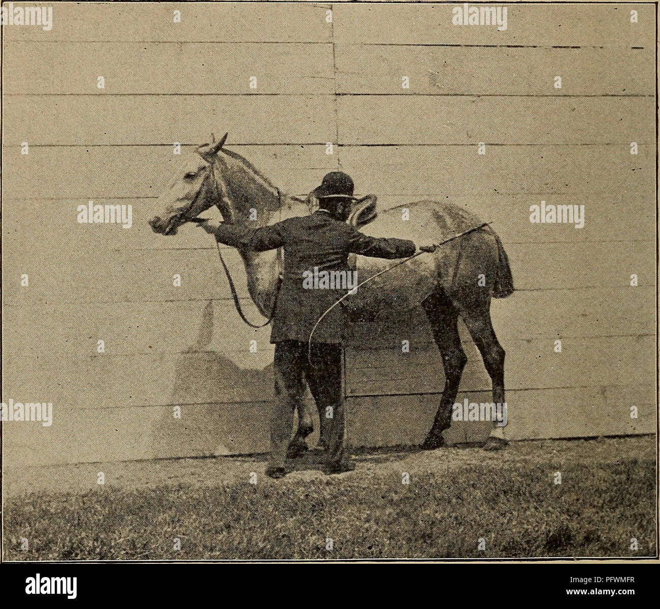 Caballo disfrutando de caricias