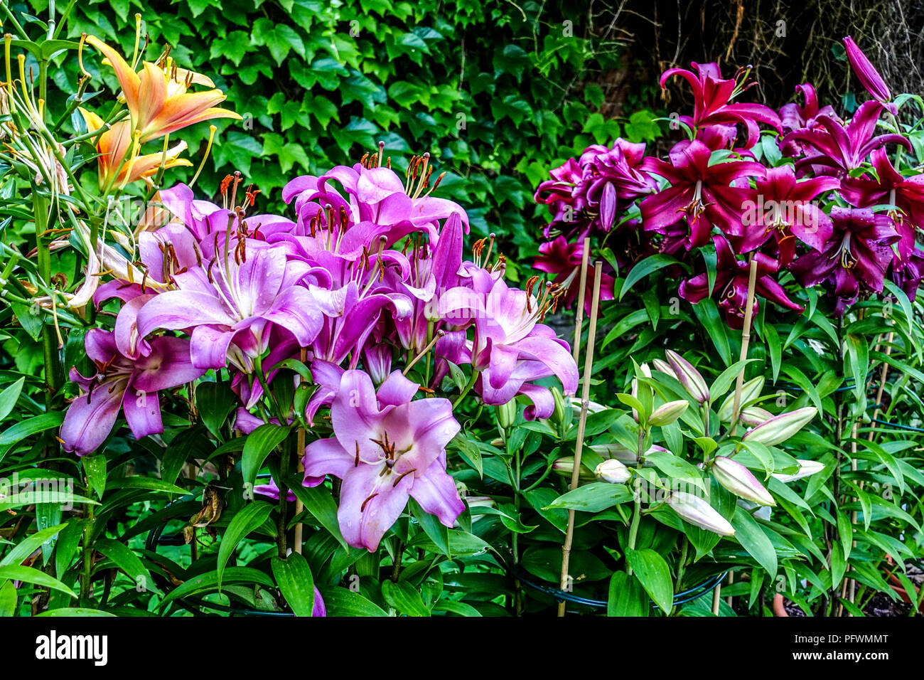 Lily Oriental, el Lilium ' ' Brusago, lirios orientales Foto de stock