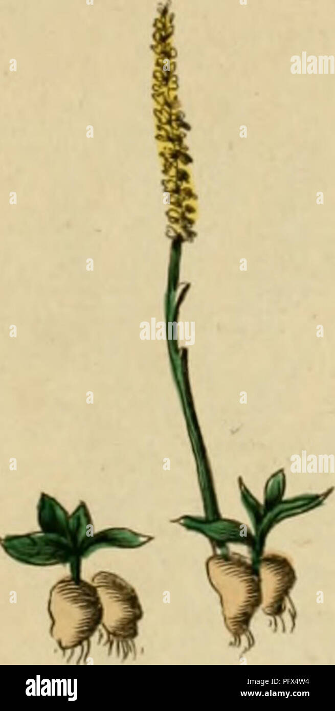 . Culpepper's médico inglés ; y complete herbal. La botánica médica; Materia Medica, hortalizas; Materia Medica; Botánica; plantas medicinales. ('Ti/'i/i-'i'(iifi(/t-. Jirtnu'o^. Frtuifs Qifir/i.. Por favor tenga en cuenta que estas imágenes son extraídas de la página escaneada imágenes que podrían haber sido mejoradas digitalmente para mejorar la legibilidad, la coloración y el aspecto de estas ilustraciones pueden no parecerse perfectamente a la obra original. Culpeper, Nicholas, 1616-1654; Sibley, Ebenezer, 1751-1800. Londres: Impreso por el autor, y se venden en la Oficina Directorio británico Foto de stock