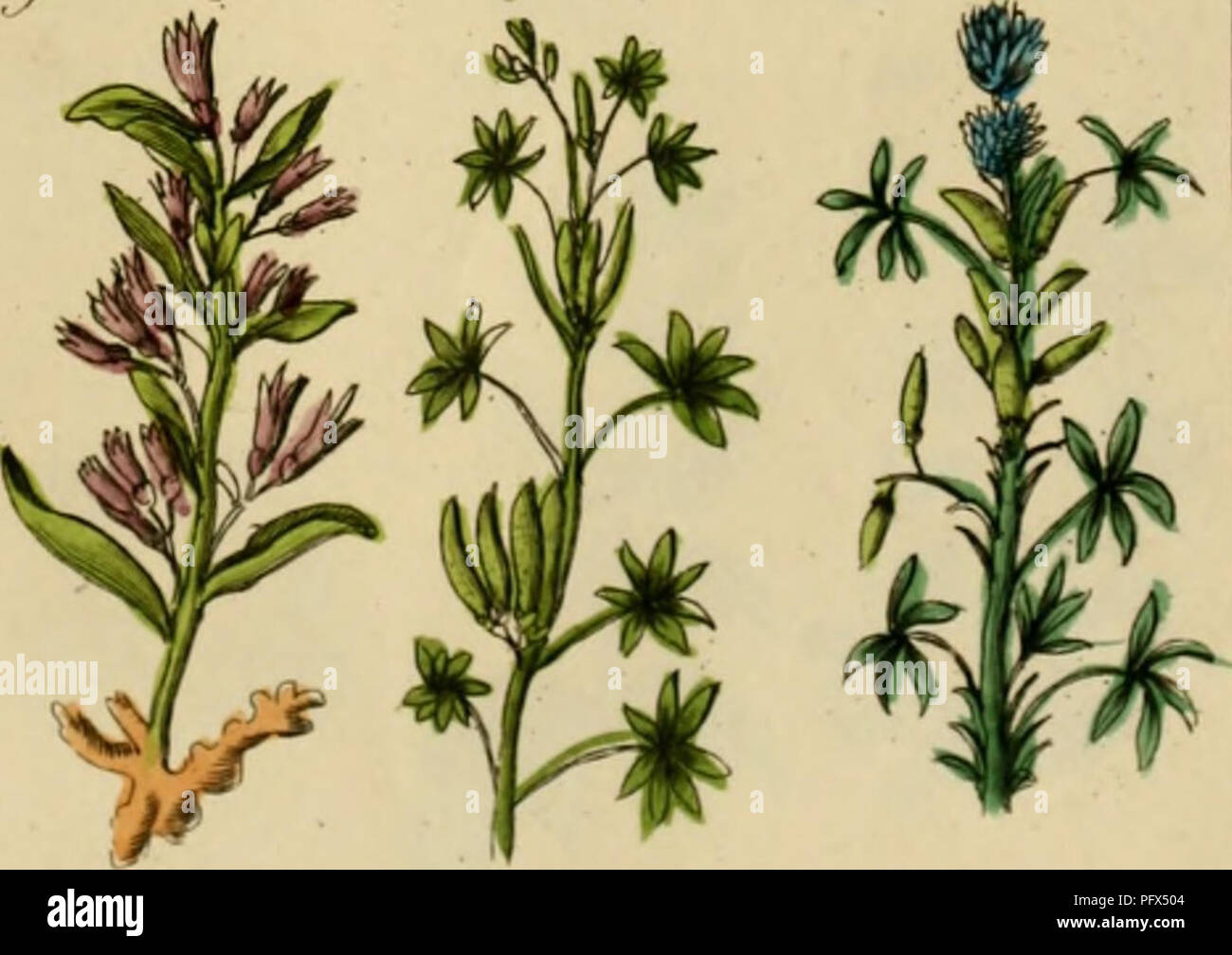 . Culpepper's médico inglés ; y complete herbal. La botánica médica; Materia Medica, hortalizas; Materia Medica; Botánica; plantas medicinales. Zirif/niTftt (irrn"/,rii7ij. Lnlit-ti iinq Trrt, r.J^/rtti-> (r m" Ij il/litif . I.:ifll Jljiif'i. Por favor tenga en cuenta que estas imágenes son extraídas de la página escaneada imágenes que podrían haber sido mejoradas digitalmente para mejorar la legibilidad, la coloración y el aspecto de estas ilustraciones pueden no parecerse perfectamente a la obra original. Culpeper, Nicholas, 1616-1654; Sibley, Ebenezer, 1751-1800. Londres: Impreso por el autor, y se vende en el British Direct Foto de stock