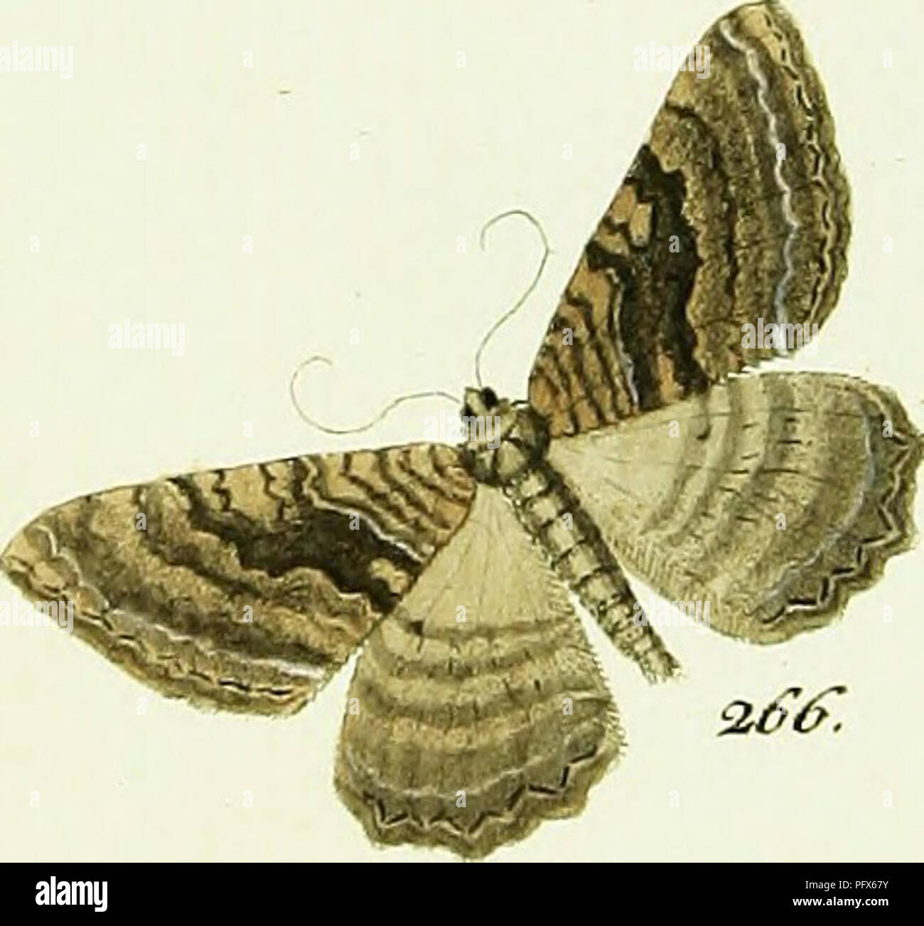 La Geometra Huibner Recurso Electronico Los Lepidopteros 2o2 Lyiizccazta 2o3 Ittucct Iz 2o4 Amp A Gt Leafa A 2js J Udifiz Amp Z 2 Ds Lcrt Ina Ta Z Gt A Sz4r 4tf Lt G M 5v7i O A F Y Ysf Kt 1 Amp Di Amp T