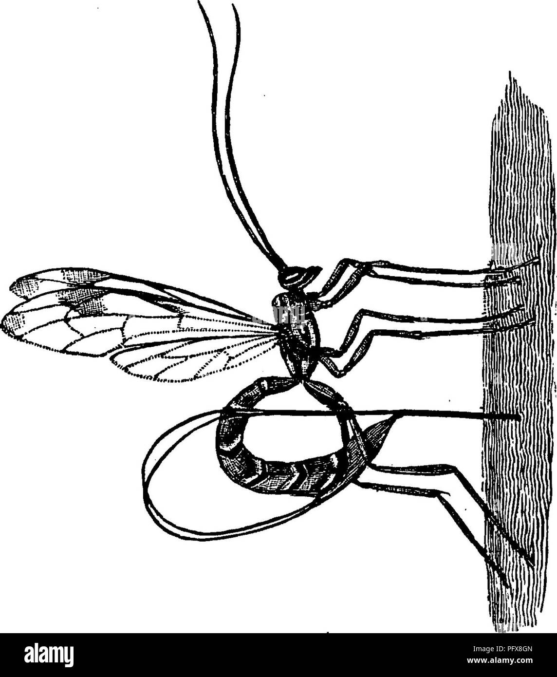 . Un manual para el estudio de los insectos. Los insectos. H YMENOP TERA. 623 las especies son en su mayoría de tamaño considerable, y aquí pertenecen el mayor de los Himenópteros parasíticos. En esta familia las alas están equipadas con varias celdas cerradas ; la palestra alas tienen un estigma; y células V V^^ y el ist están separados (Fig. 748). Los mayores miembros de la familia pertenecen al género Thalessa. Estos son notables en busca de insectos, con largas Slender Bodies y tres pelos largos en el extremo del cuerpo. Dos de estos vellos forman una funda para el tercero, que es el ovipositor. Este ovipositor, aunque aparentemente simple Foto de stock