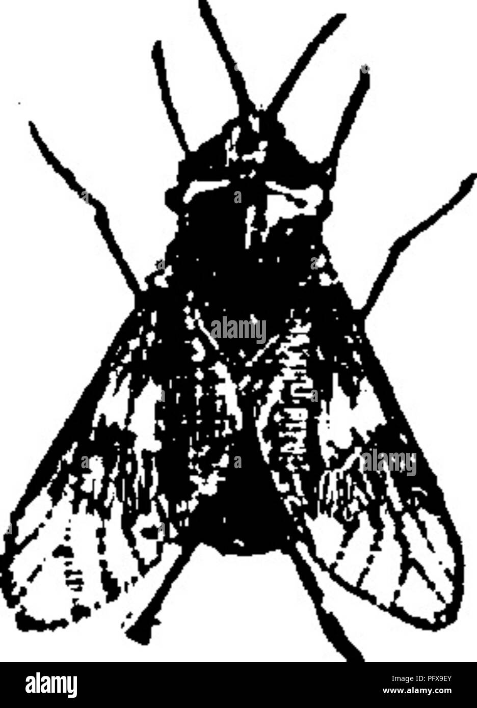 . Un manual para el estudio de los insectos. Los insectos. Fig. 540.-- Tabanus ratjis. Fig. 54T.- Chrysops 711 ger. Las especies más grandes, así como algunos de tamaño moderado, pertenecen al género Tabanus (Ta-ba'nus), de los cuales casi cien especies americanas son conocidos. Una de las más comunes es el duelo del caballo-fly, Tabaytiis atratiis (T. A-tra'tus). Este insecto es de un color negro uniforme en todo, excepto en que el cuerpo puede tener un tinte azulado (Fig. 540). Al género Chrysops (Chry^sops) pertenecen a los más pequeños y más común del caballo-vuela con alas con bandas (Fig. 541). Casi cincuenta Norteamérica Foto de stock