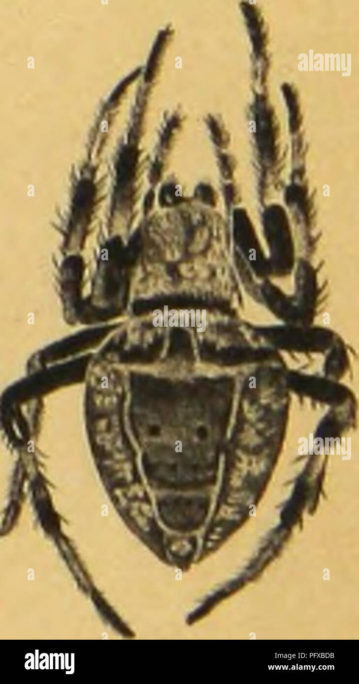 . Bijdrage tot de kennis der arachniden van den Indischen archipel. Arachnida./ rit, j. cy,,,}^ uftteeu*- -Zw. Fiy. 2. É5ke*ê* dCrmtiieüm ^s-tS 3 Fvg éteet&amp;a zanu'a- ^3£4&GT;£ Fu/ 4. faeti* /c^vC. /////"Y /'/-A/MER/art/t Ï^Z'r-/ /, /r ,i /// Fiy. .-. L Jfuart af. MtL 4: I* uA, Batavia*. Por favor tenga en cuenta que estas imágenes son extraídas de la página escaneada imágenes que podrían haber sido mejoradas digitalmente para mejorar la legibilidad, la coloración y el aspecto de estas ilustraciones pueden no parecerse perfectamente a la obra original. Doleschall, C. Ludwig, -1859. Batavia Foto de stock
