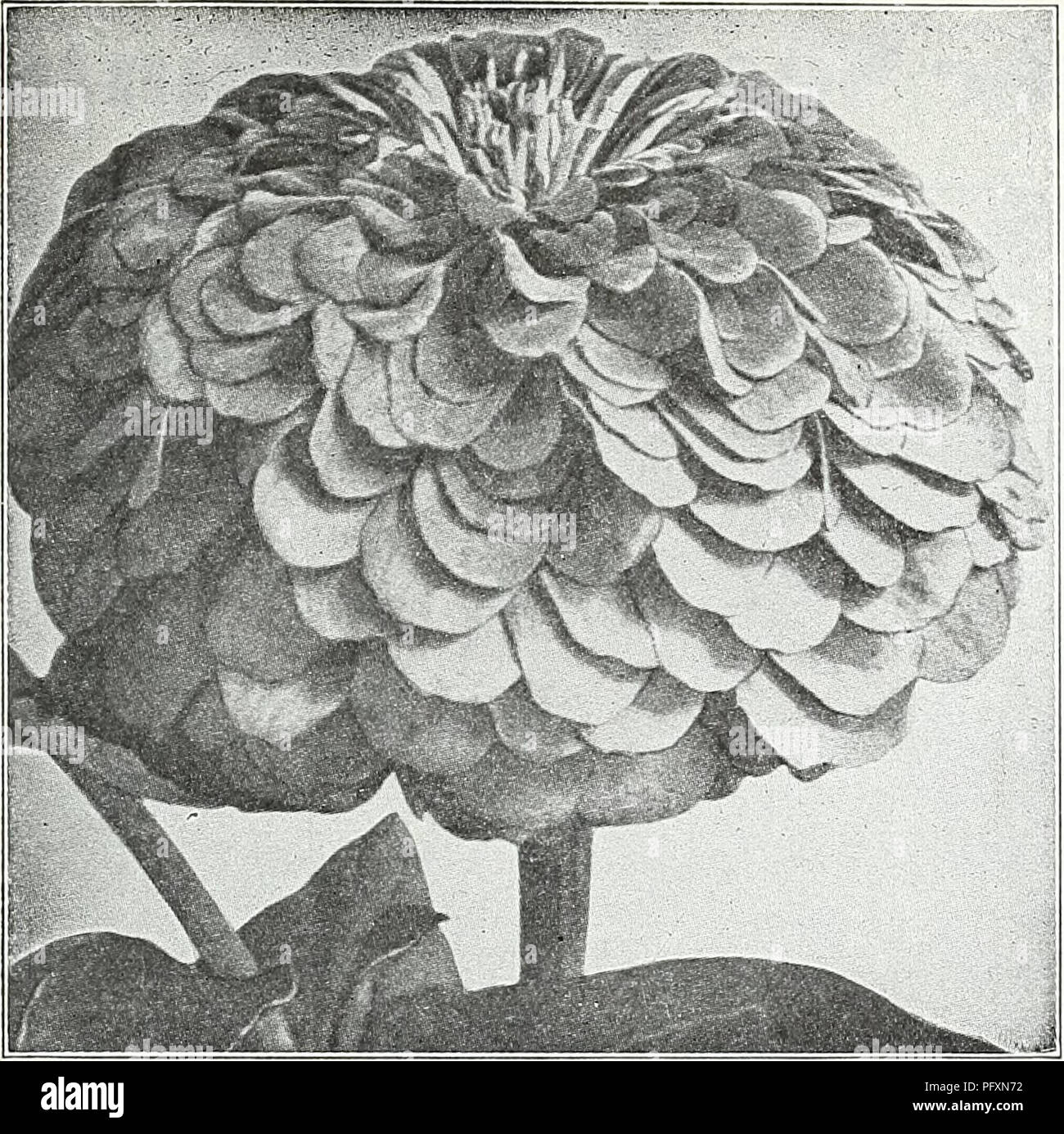 . Currie's garden : primavera anual 1935, año 60. Los catálogos de semillas de flores; las bombillas (Plantas) Catálogos de semillas; semillas de hortalizas catálogos; viveros (horticultura) Catálogos; Plantas ornamentales; catálogos catálogos de equipos y suministros de jardinería. CURRIE Brothers Co., Milwaukee, WIS. Página 41. Floración: Gigantes Zinnia ZINNIA ULLIPUT Tom Thumb mezcla Tom Thumb es sin excepción el muy dwarfest Zinnia conocido. Las plantas son compactas y redondeadas, de 4 a 6 pulgadas de alto, literalmente cubierto de flores bien formados del tipo lilliput. El incluye la mezcla de colores rojo, naranja, amarillo, rosado y otros anteriores Foto de stock