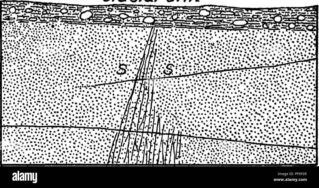. Geología de la cuenca de Narragansett. Geología. Objetivo MEDIDAS DE RHODE ISLAND. 165 g/ac/aJ deriva tanto en lo que se refiere a la actitud y la alteración. No sólo se encuentran en posiciones menos perturbado, pero conservan en mayor grado su original textura clastic y fósiles son de ocurrencia frecuente en ellos. Una cuenta de la* más los niveles de exposición típicos que existen en la actualidad: Leonards esquina canteras. En tho southeastom triauglo formod por las carreteras, a una altitud de unos 100 metros por encima del nivel del mar, es una exposición de piedras areniscas en el sitio de una trituradora. La huelga es sobre este-oeste y Foto de stock