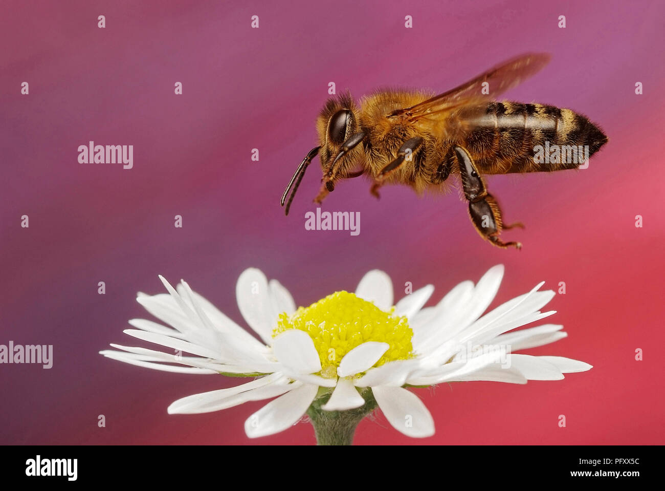 Miel de abejas (Apis mellifera), en vuelo, Alemania Foto de stock