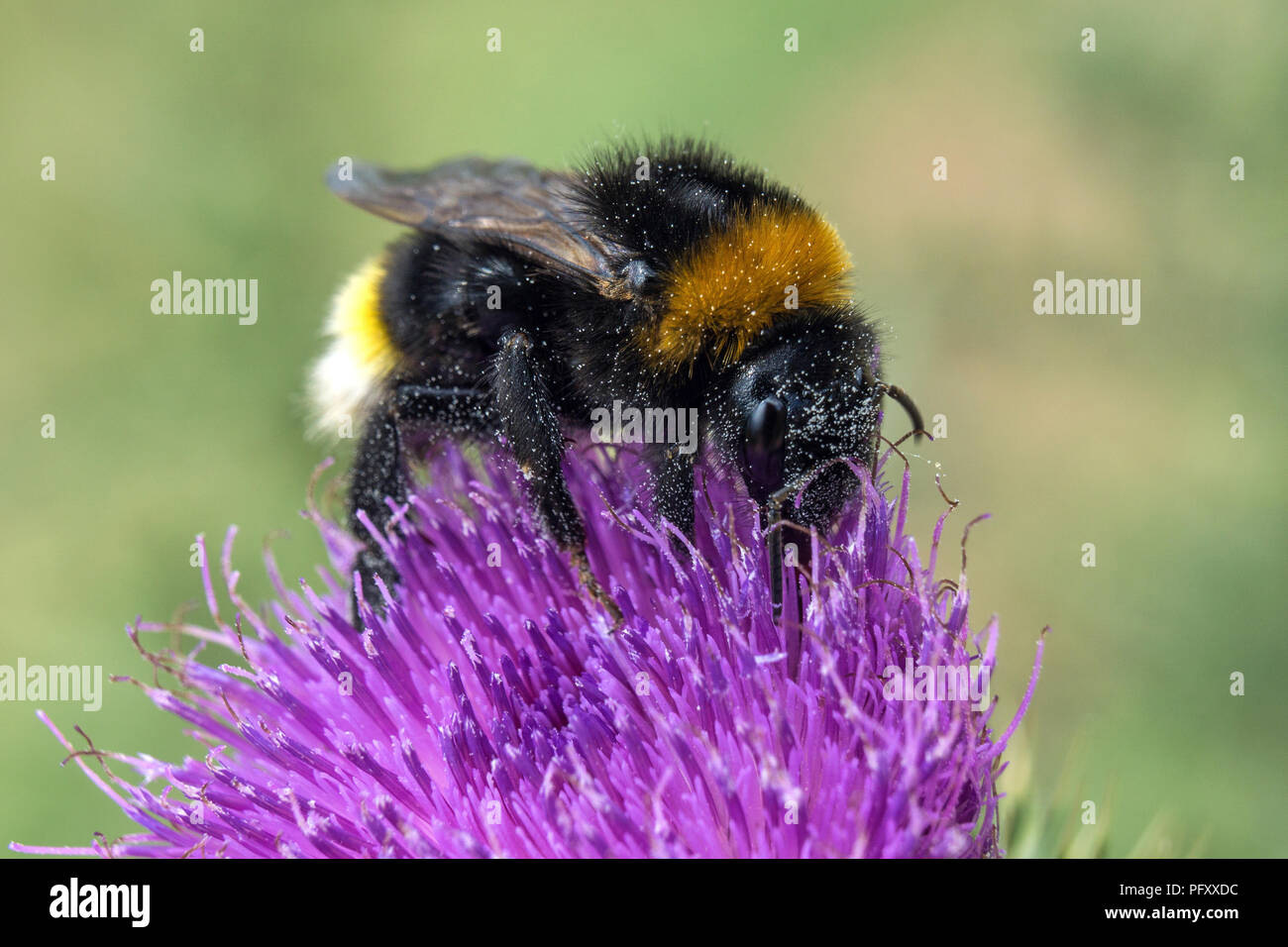 De abejorros (Bombus) se asienta en el cardo en flor (Carduus), Dossenheim, Baden-Württemberg, Alemania Foto de stock