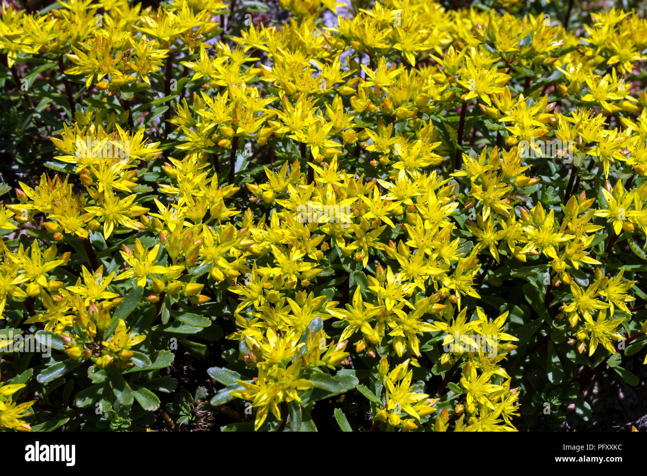 Floración amarilla Stonecrop (Sedum), también , Baden-Württemberg, Alemania Foto de stock