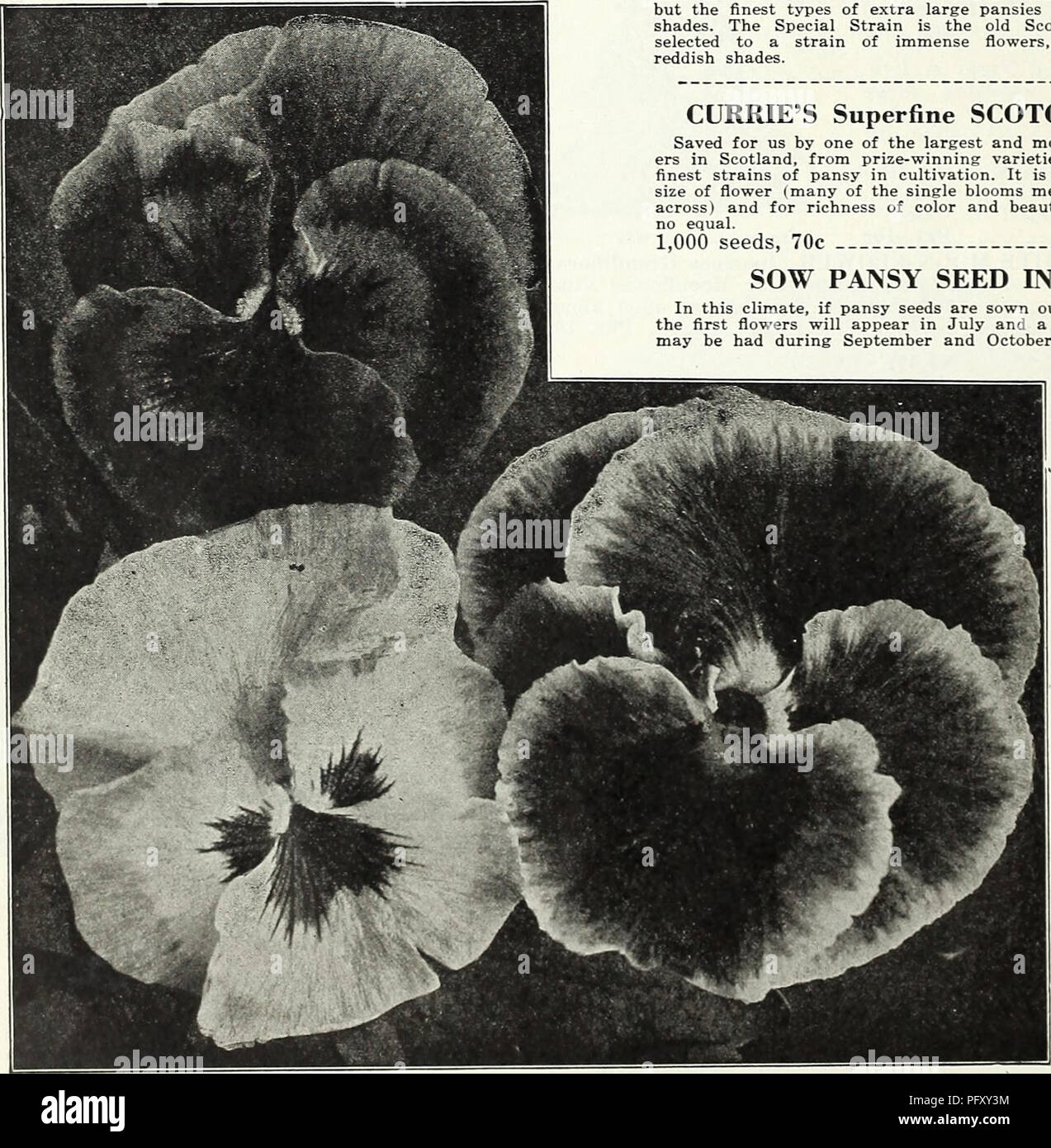 Currie S Garden Primavera Anual 1936 61º Ano Los Catalogos De Semillas De Flores Las Bombillas Plantas Catalogos De Semillas Semillas De Hortalizas Catalogos Viveros Horticultura Catalogos Plantas Ornamentales Catalogos Catalogos