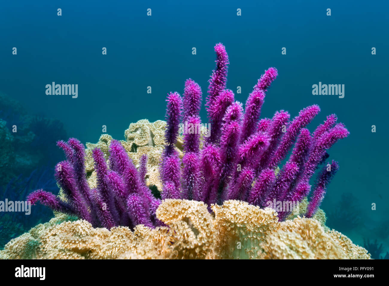 Mar Rojo látigo (Ellisella sp.), enmarcado por correosa corales (Alcyoniidae), Daymaniyat Islas Reserva Natural, Jawr Suwasi Foto de stock