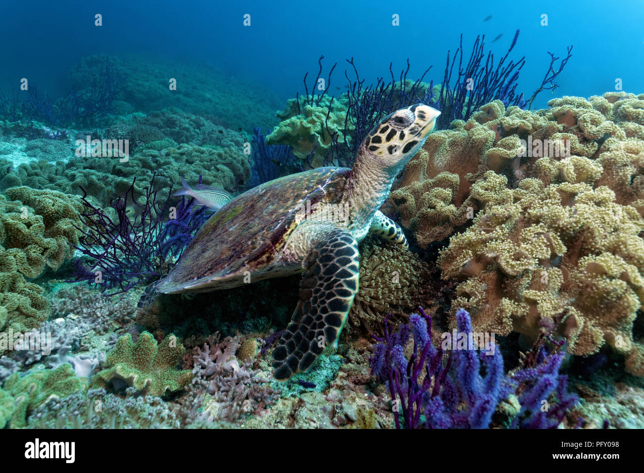 Tortuga carey (Eretmochelys imbricata), entre arrecifes de coral en el mar Rojo (látigo Ellisella sp.) y correosa corales Foto de stock