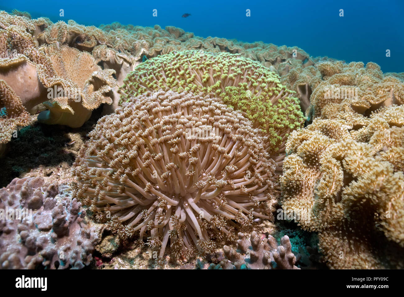 Goniopora (Goniopora columna), enmarcadas por corales cuero (Ellisella sp.), Daymaniyat Islas Reserva Natural, Jawr Suwasi Foto de stock