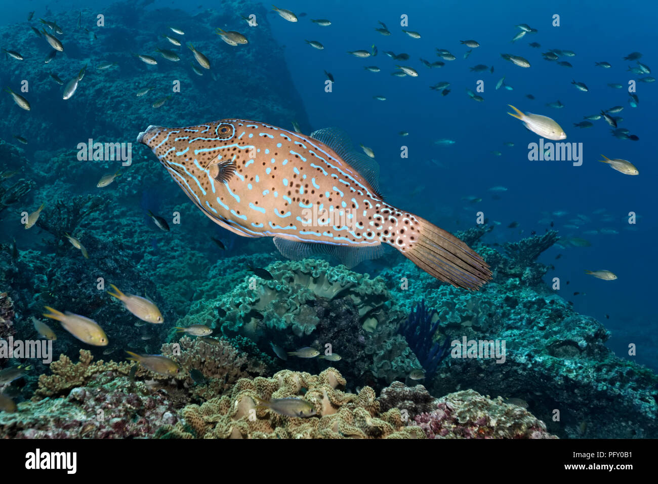 Garabateado filefish (Aluterus scriptus) flota sobre el arrecife de coral, diversos damisela (Pomacentridae), Daymaniyat Islas naturaleza Foto de stock