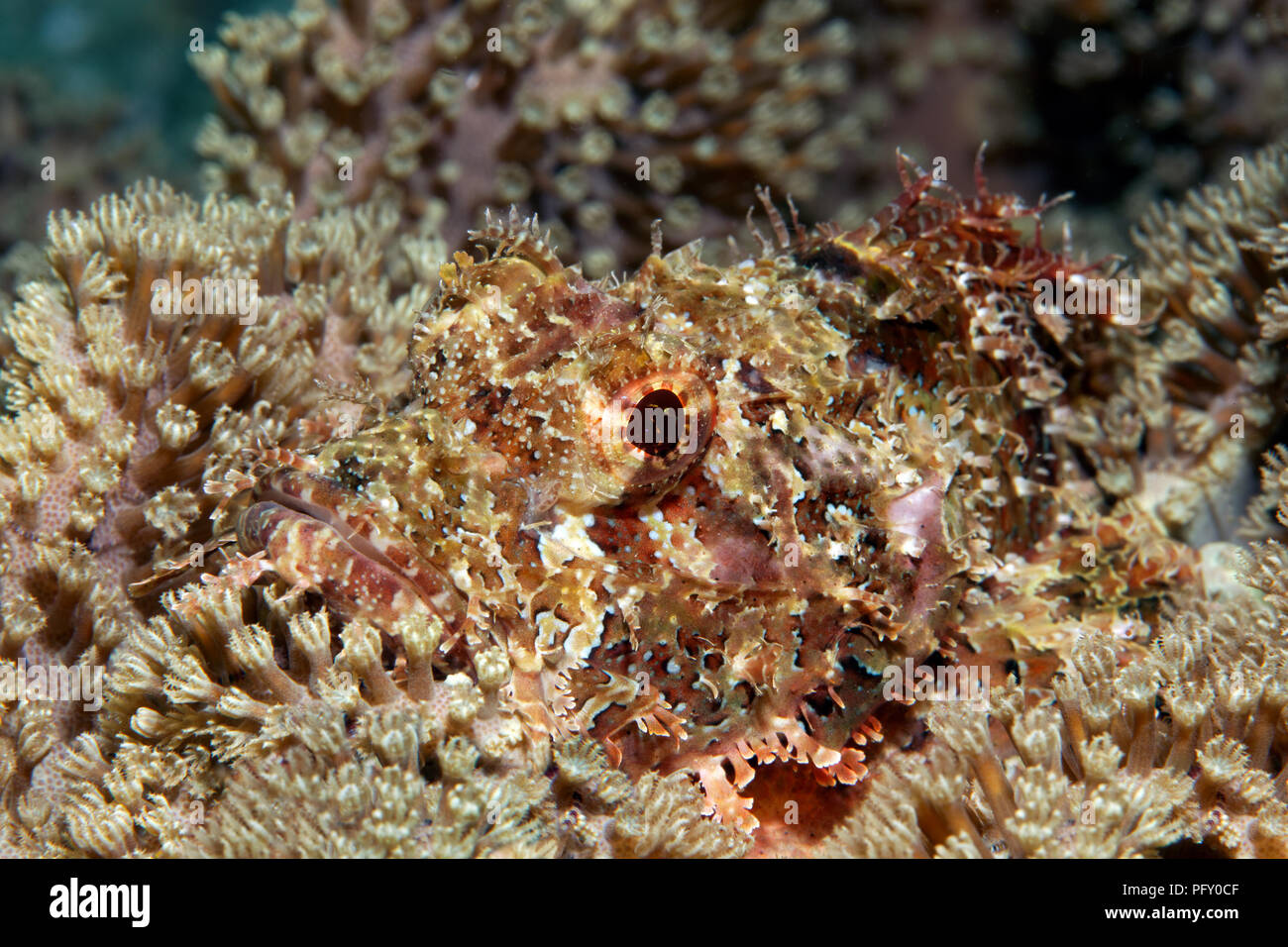 Gran scorpionfish barbudo (Scorpaenopsis barbata), camuflado en cuero coral (Alcyoniidae), Daymaniyat Islas Naturaleza Foto de stock