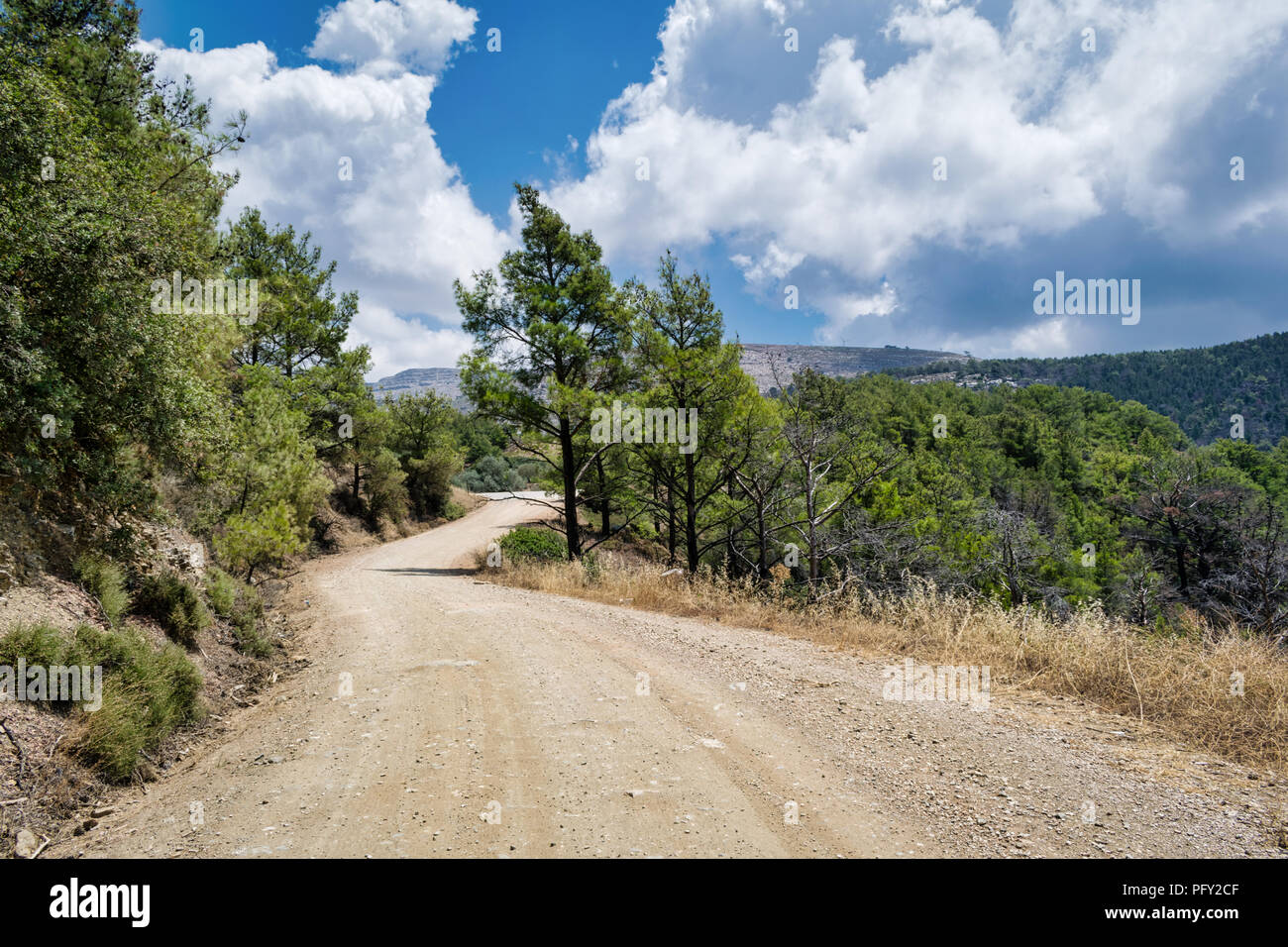 Esta es una fotografía de un bosque remoto camino de la isla griega de Rodas. Foto de stock