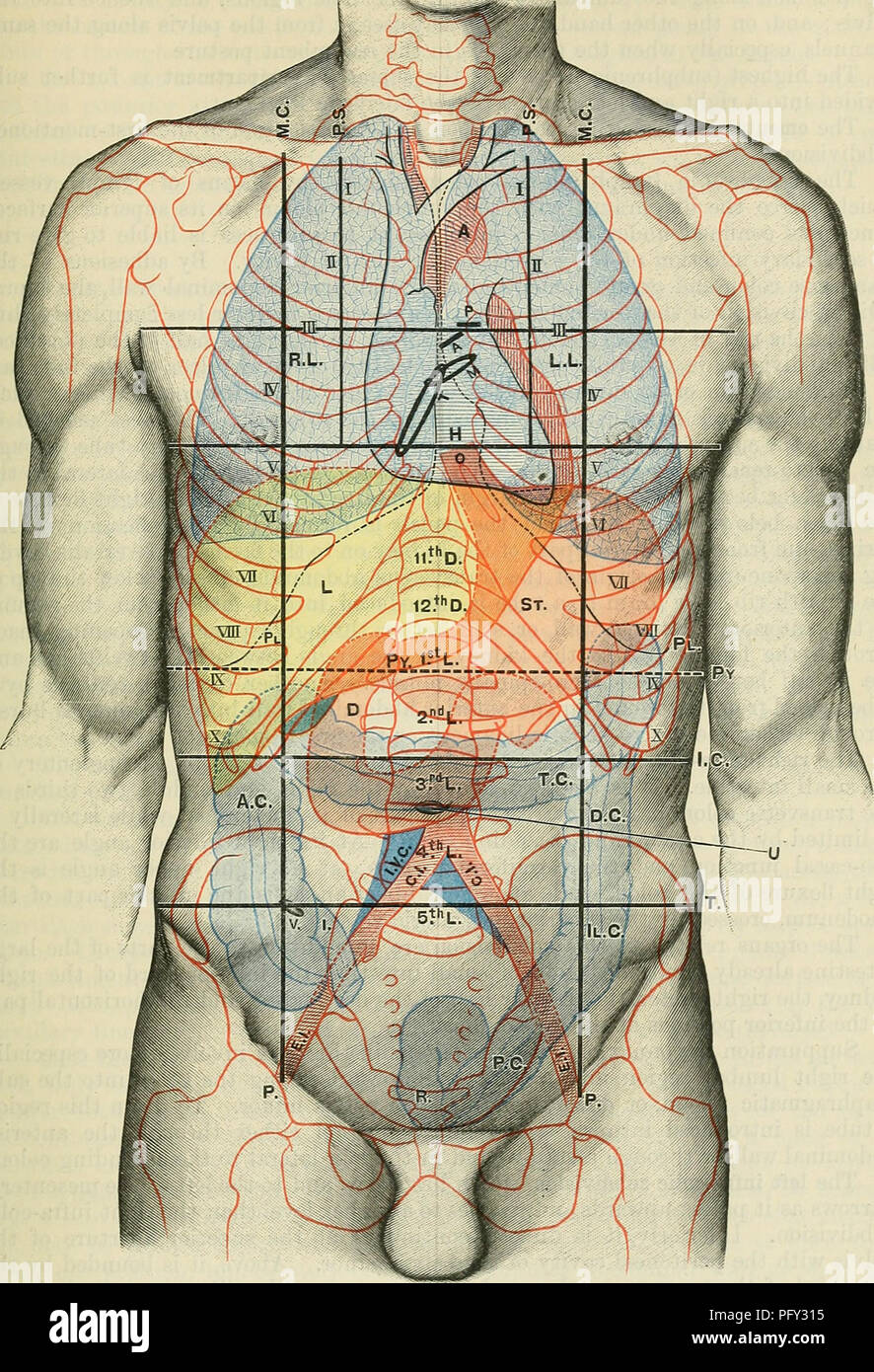 Cunningham de libro de texto de anatomía. Anatomía. La cavidad abdominal.  1413. Fig. 1103.- Cara anterior del tronco, mostrando la topografía  superficial de las vísceras. M.C. Media línea clavicular. T. orificio