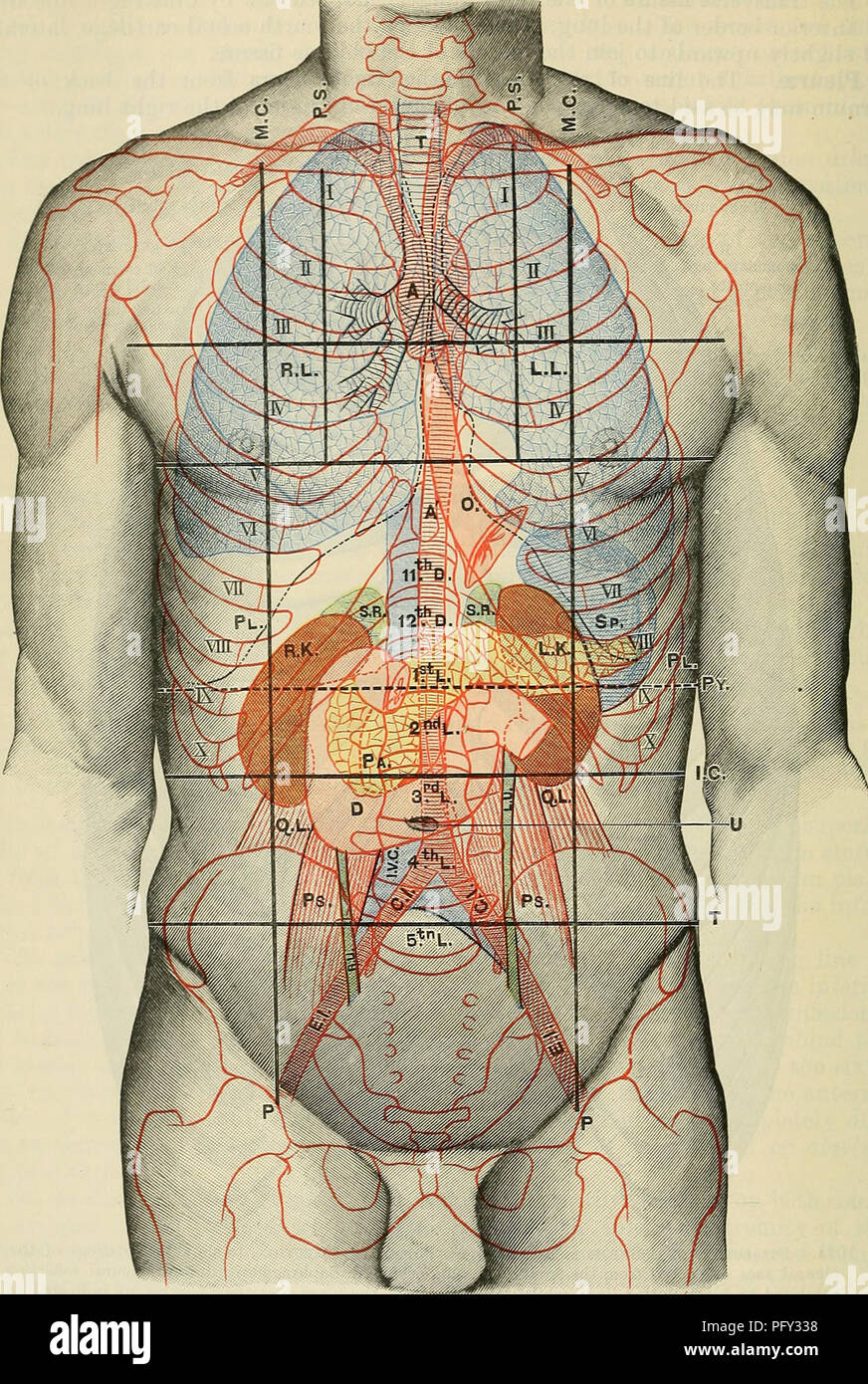Cunningham de libro de texto de anatomía. Anatomía. 1-100 SUEGIOAL SUEFACE  Y Anatomía.. Fig. 1092.- Cara anterior del tronco, mostrando la topografía  superficial de las vísceras. M.C. Media línea clavicular. P.d.: