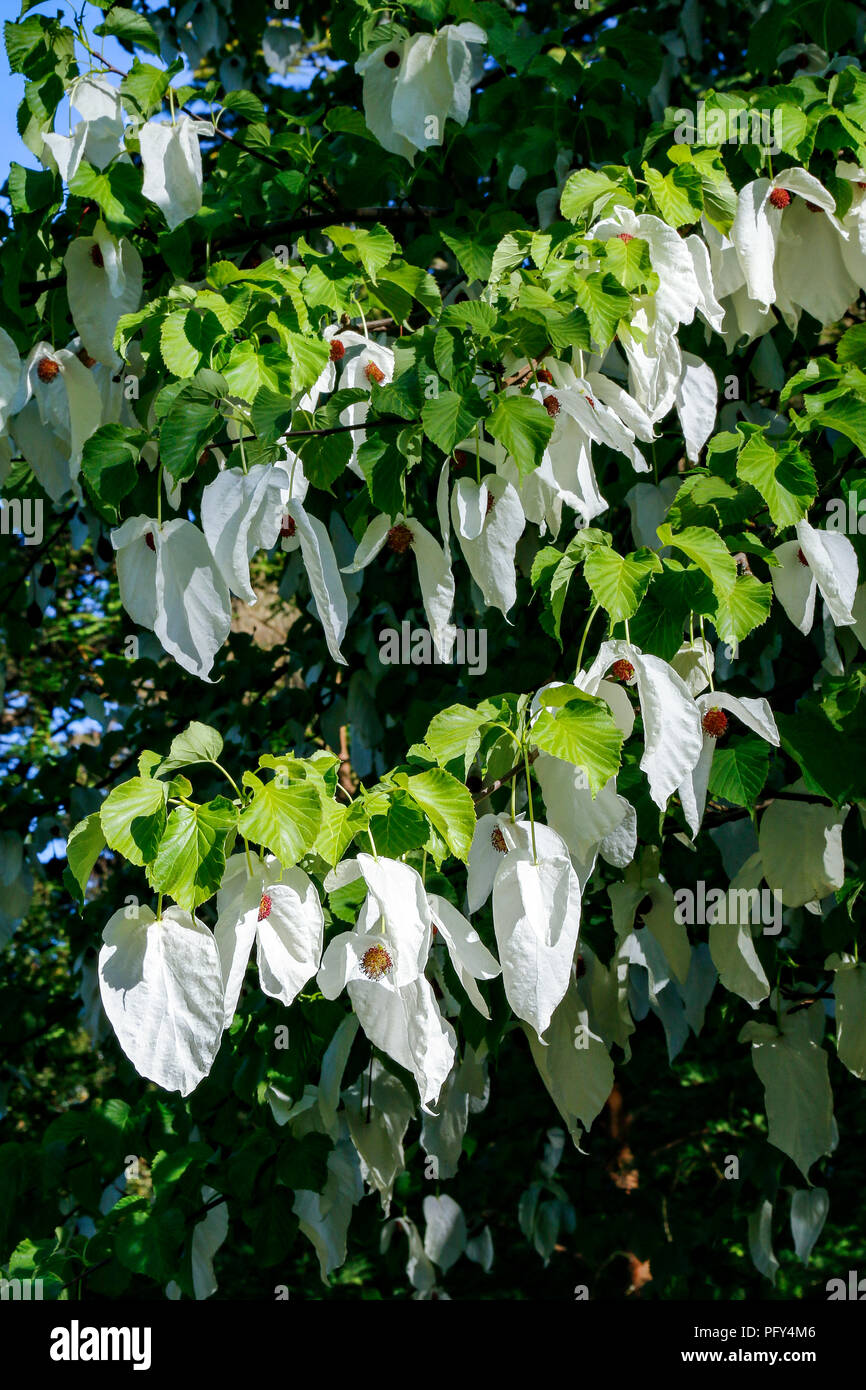 Las brácteas u hojas blancas de Davidia Involucrata, comúnmente