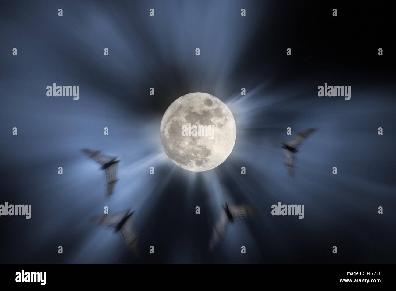 Foto composición con luna llena de noche, los murciélagos en vuelo y haces de luz (agregado algún ruido digital) Foto de stock
