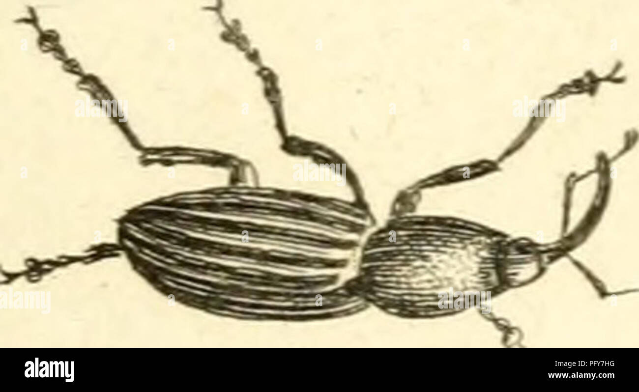 Curculionidae Curculionidae I V C C Cp X I Yo U Por Favor Tenga En Cuenta Que Estas Imagenes Son Extraidas De La Pagina Escaneada Imagenes Que Podrian