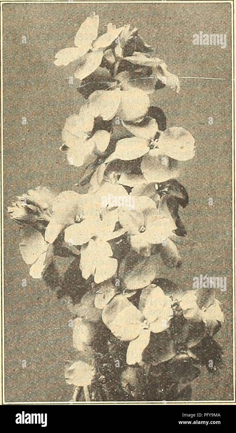 . Currie's Farm y Jardín : primavera anual 1923 año 48. Los catálogos de semillas de flores; las bombillas (Plantas) Catálogos de semillas; semillas de hortalizas catálogos; viveros (horticultura) Catálogos; Plantas ornamentales; catálogos catálogos de equipos y suministros de jardinería. Gran florecimiento Zinnia. Por favor tenga en cuenta que estas imágenes son extraídas de la página escaneada imágenes que podrían haber sido mejoradas digitalmente para mejorar la legibilidad, la coloración y el aspecto de estas ilustraciones pueden no parecerse perfectamente a la obra original. Currie Brothers; Henry G. Gilbert viveros y el comercio de semillas Catálogo Colección. Milwaukee, Wisconsin : Cur Foto de stock