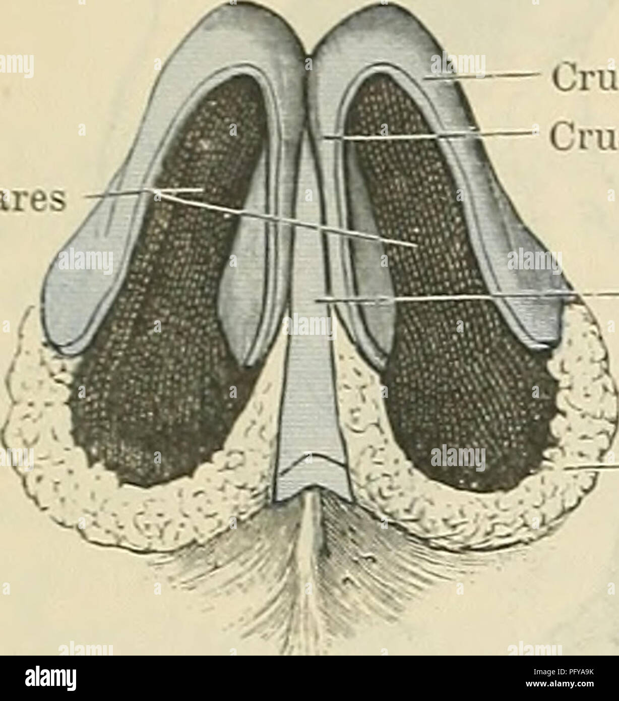 Greater alar cartilage fotografías e imágenes de alta resolución Alamy