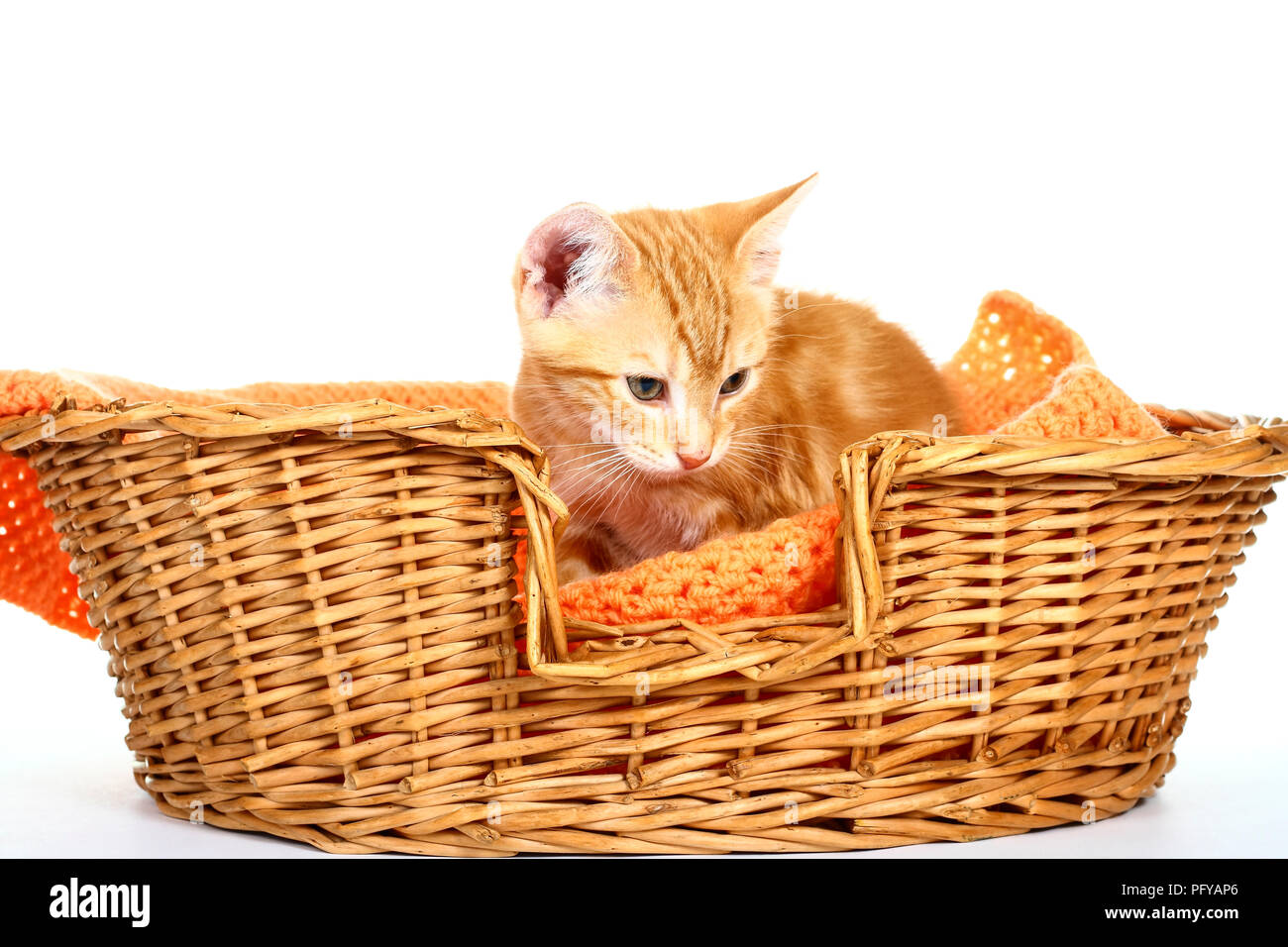 Jengibre caballa atigrado gatito sentado en una cesta de mimbre aislado sobre un fondo blanco. Foto de stock