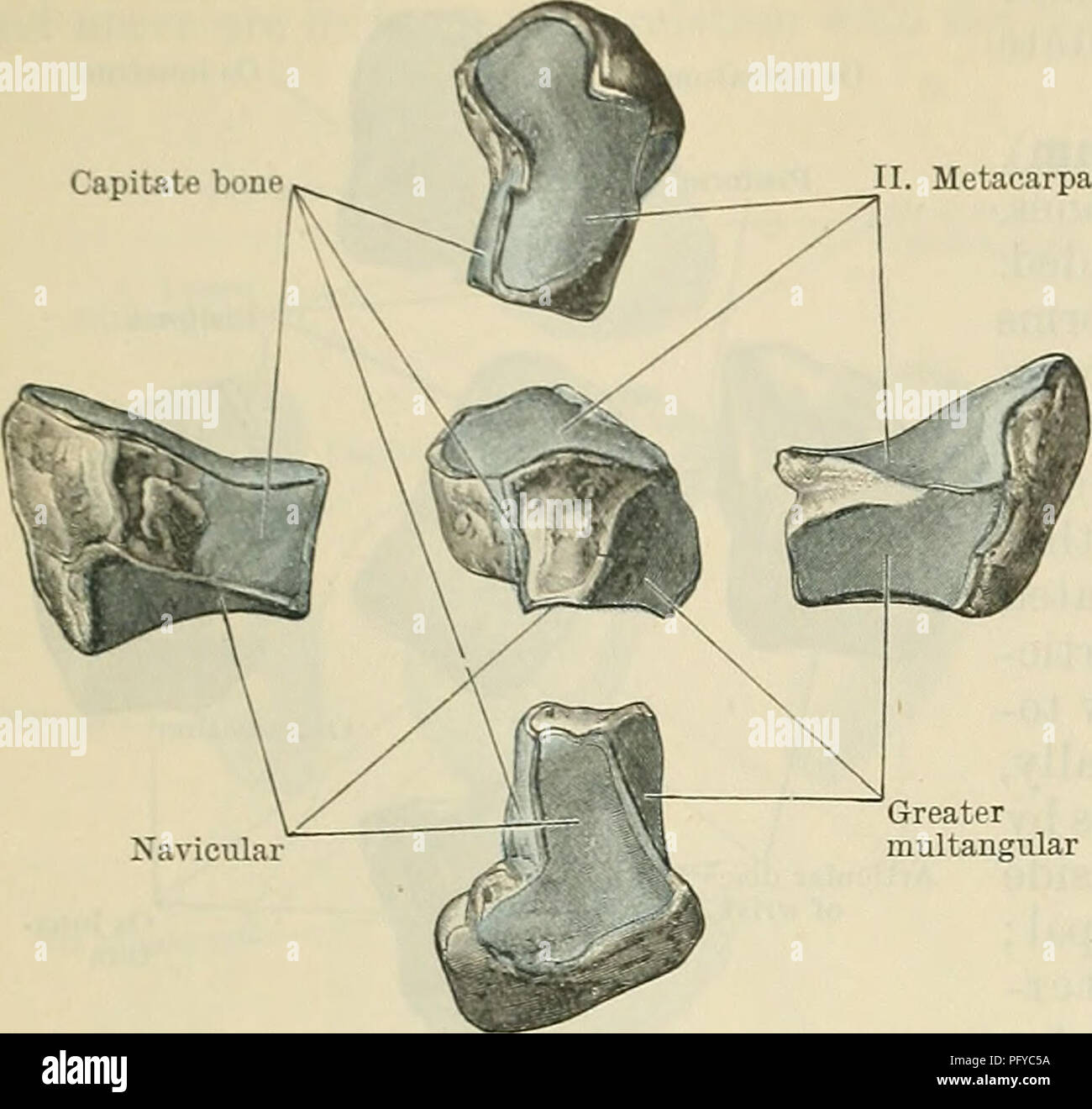 Ligamento metacarpiano transversal profundo fotografías e imágenes de