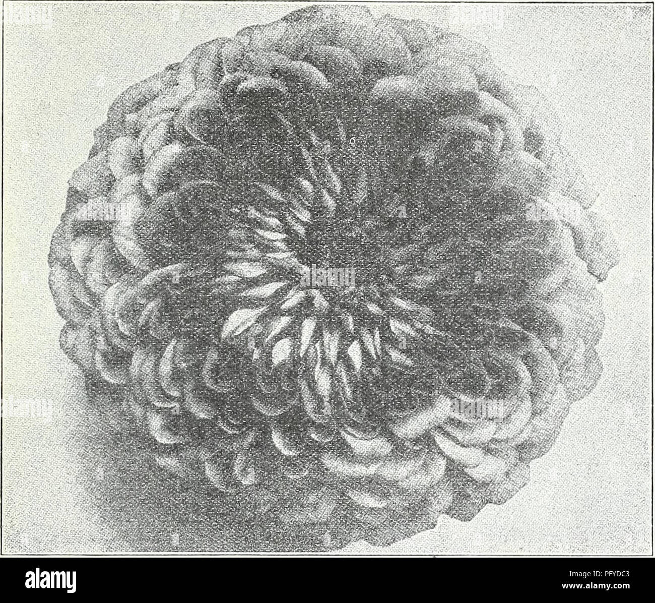 . Currie Bros. : 58º año 1933. Los catálogos de semillas de flores; las bombillas (Plantas) Catálogos de semillas; semillas de hortalizas catálogos; viveros (horticultura) Catálogos; Plantas ornamentales; catálogos catálogos de equipos y suministros de jardinería. MILWAUKEE, Wisconsin, página 41. Dalia gigante Flores Zinnias Zinnia gigante nuevo gigante Dalia ZINNIAS flores de 3 a 4 pies de la densamente flores dobles que cubren una amplia gama de colores hermosos son de enorme tamaño, que a menudo miden 6 pulgadas de diámetro, y son asumidos libremente en la stout tallos. BUTTERCUP-una gran profundidad de color amarillo crema. Una flor muy deseables, que debería estar en Foto de stock