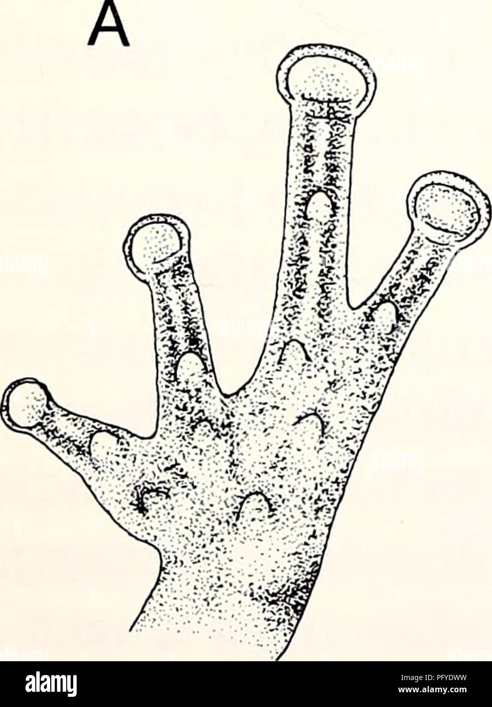 . Herpetología actual. Los Reptiles, Anfibios y reptiles. Fig. 3. Philautus tuberohumerus. A: fase de color durante el día. B: mostrar marcas amarillas sobre el muslo y la ingle. C: fase de color por la noche (A-C: Espécimen números no especificado). D: vista anterior del esqueleto manchada OMNH 11414 (Am). Nota la proyección ósea en la antero-lateral ventral del húmero y los extremos gruesos del húmero (flechas). Por favor tenga en cuenta que estas imágenes son extraídas de la página escaneada imágenes que podrían haber sido mejoradas digitalmente para mejorar la legibilidad, la coloración y el aspecto de estas ilustraciones pueden no parecerse perfectamente a la original Foto de stock