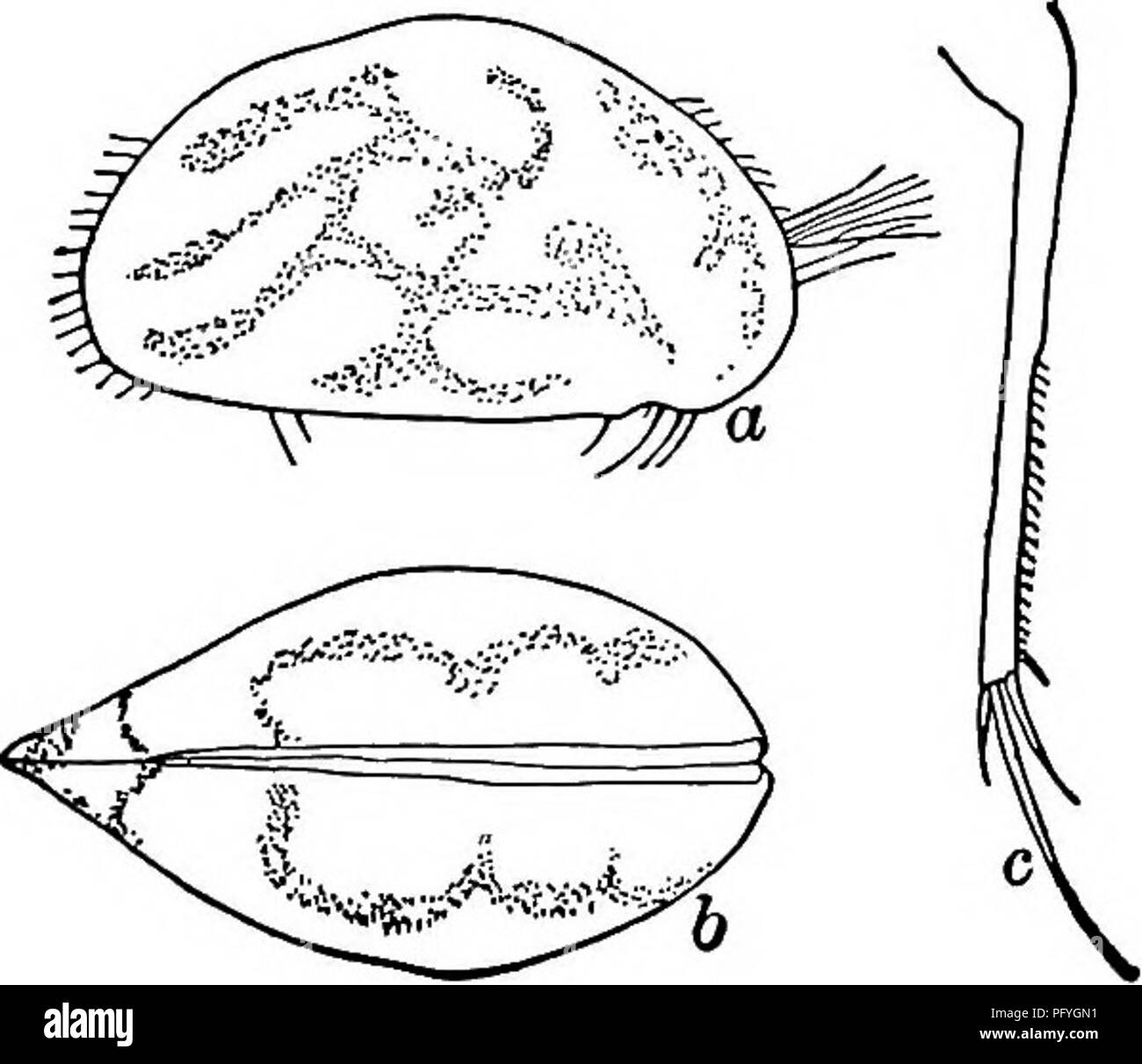 . Biología de agua dulce. Biología de agua dulce. Longitud 3,30 mm