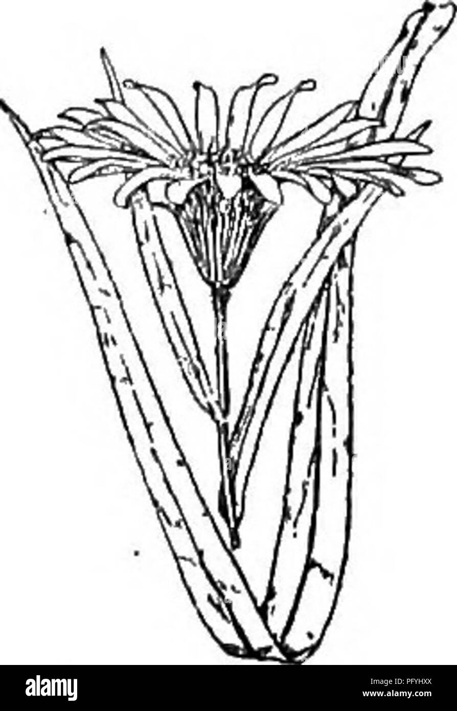 . Gray's nuevo manual de botánica. Un manual de las plantas con flores y helechos de la central y el noreste de Estados Unidos y Canadá adyacente. La botánica. COMPOSITAE (familia COAFPOSITE) 813 grandes, dispuestos a ser thyrsoid o agrupado racemose; radios raramente blancas. - Tierras Bajas, Massachusetts a., y soutliw westw.. ; Westw más abundantes. Agosto-octubre. Fig. 958. Var. subAspbb (Lindl.) de color gris. Rígido, scabrous, contratado con un frondoso inflorescencia, las grandes jefes generalmente-bracteate frondoso, y la mayor frecuencia de escalas obtuso. - 111. a Neli. y Tex. = = Jefes pequeños o medianos; el perdedor gen brácteas lineal Foto de stock