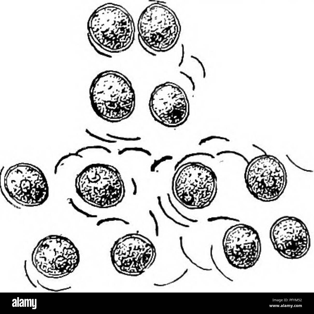 . Biología de agua dulce. Biología de agua dulce. ISO 113 BIOLOGÍA DE AGUA DULCE (114) células