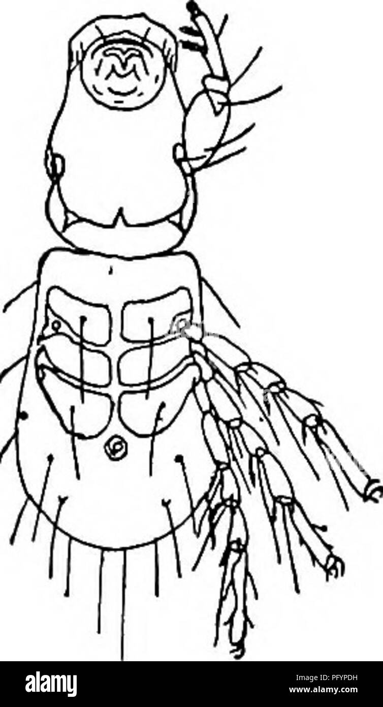 . Biología de agua dulce. Biología de agua dulce. Fig. 1320. Diversos tipos de larvas (hydrachnid cada figura con las piernas de un solo lado). a, b, Sygrobales Diplodontus;; c, d, Hydrachna Arrhenurus;. (Modificado de Piersig.) y otras en la sustancia de esponjas de agua dulce o en la matriz gelatinosa de una colonia de protozoarios. En estos casos la larva no pasa a ser libre, pero permanece en el cuerpo de los moluscos o de otros animales en que puestos los huevos. Durante este parásito. Por favor tenga en cuenta que estas imágenes son extraídas de la página escaneada imágenes que podrían haber sido mejoradas digitalmente para rea Foto de stock