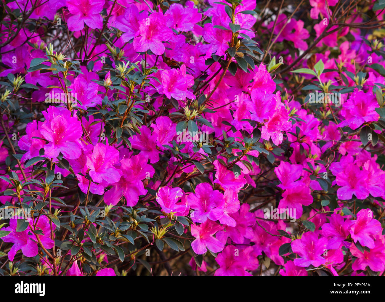 Planta de Azalea en flor Fotografía de stock - Alamy