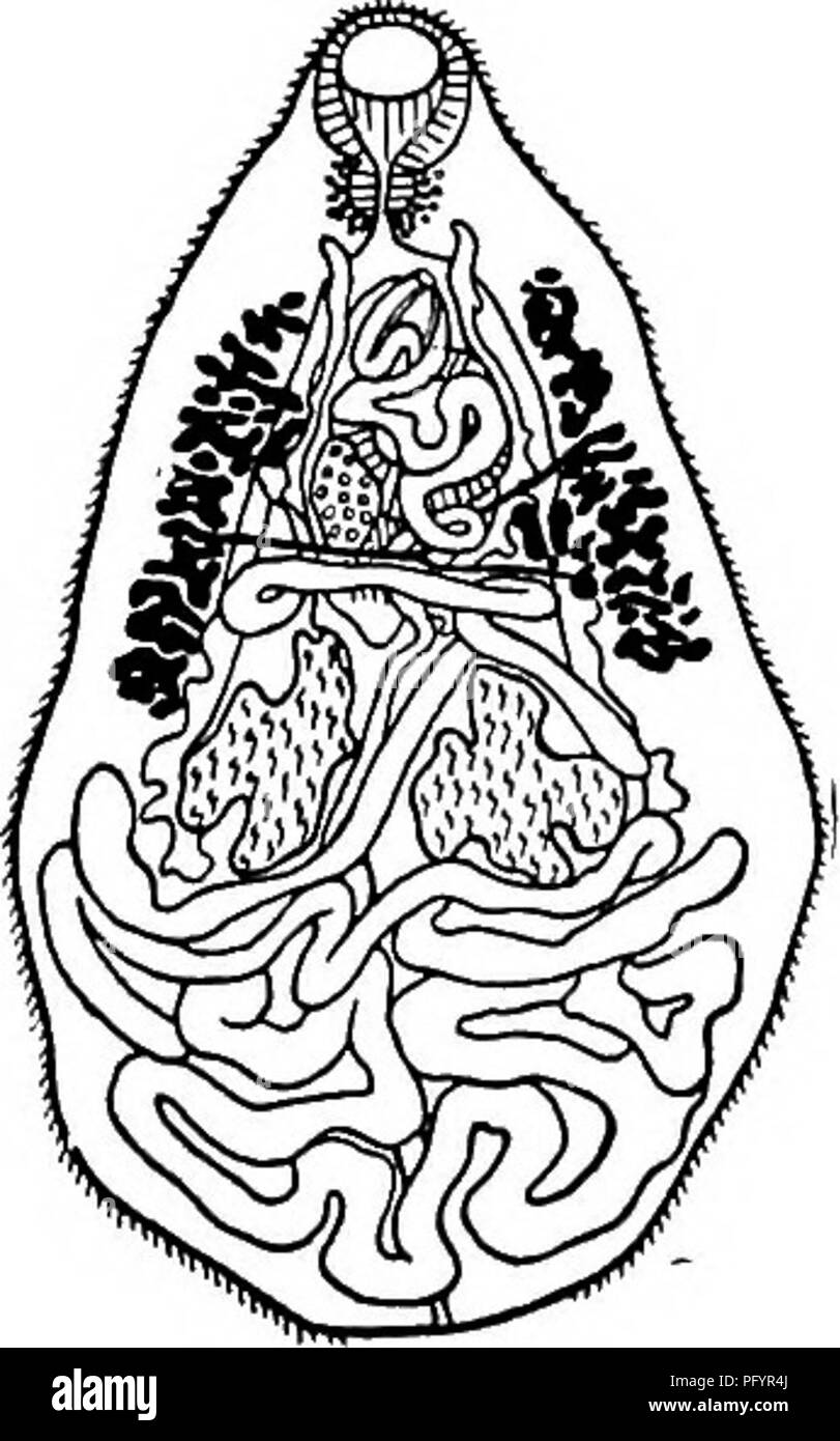 . Biología de agua dulce. Biología de agua dulce. 143 (142) de los testículos, laterales simétricas. 144 144 (14s) Topografía invertida, es decir, línea media. el poro genital derecha e izquierda del ovario . . Odhner PneumatophUus 1910.. Ancha y plana de tamaño submedian distomes moderadamente de- veloped retoños. Anchura máxima detrás de centro, reduciéndose al final anterior, redondeado posteriormente. Apófisis de la piel. Los retoños en el tercio anterior del cuerpo, acetábulo ligeramente más grande. El poro genital dextral, cerca de la horquilla del intestino, a mitad de camino entre los retoños. Ventosa oral subterminal ligeramente, faringe, esófago muy corto. Crura extender o j Foto de stock