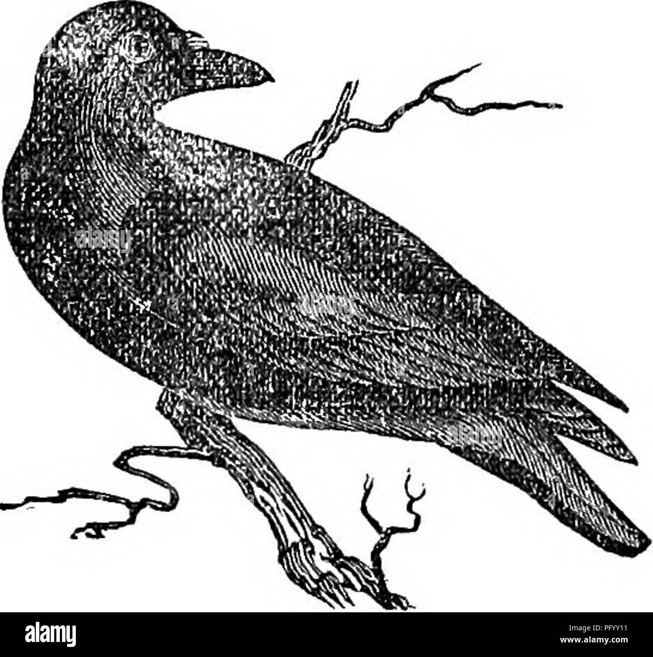 . Wilson's American ornitología, con notas por Jardine. A lo que se añade una sinopsis de aves de América, incluidos los descritos por Bonaparte, Audubon, Nuttall, y Richardson, por T.M. Cervecera. Las aves; 1854. KAVEN. 673 RAVEK â Corvus corax. ÂFia. 318.. Turt. Syst. 1, 218, âKorp. Faun. Siit'c. Nº 8j.â Faun. GroenL pág. 62. Â Leems, 240. "Le Corbeau, De Buff. v. 16. Fl enl. Nº 495. Â Briss. ii. 8. Â Penn. Br. Zool. 1, nº 14. Â Arct. Zool. Nº ^. Â listones. 1, 36T.âBewick. 1, 100.â Raii Syn. pág. 39. "La Voluntad. Om. p. 121, pi. 13.âAlbin, ii. pi. 20. Car- nivorus âCorvus, Bartram, pág. 290. Â Los Peate Mit Foto de stock