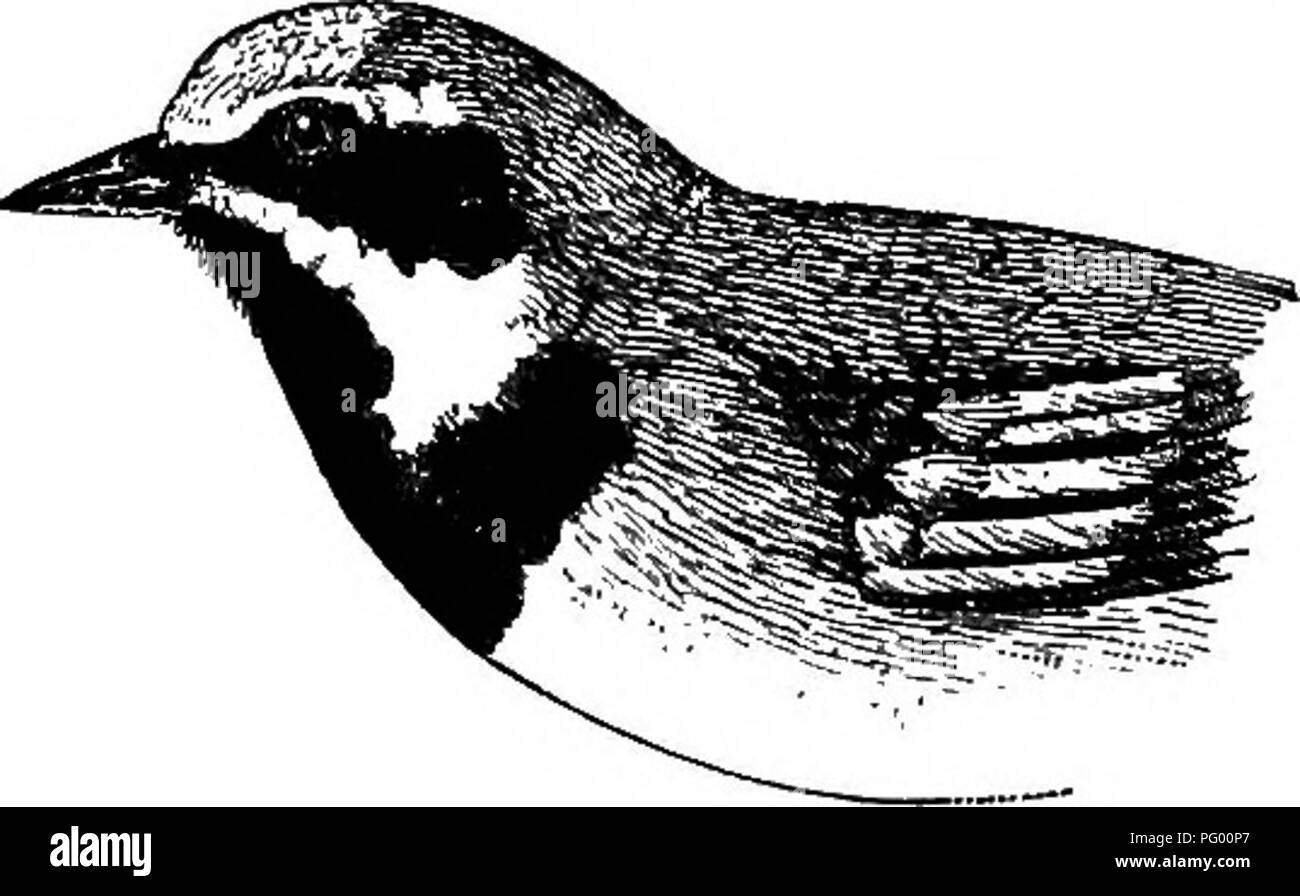 . Una guía de las aves de Nueva Inglaterra y el este de New York; que contiene una clave para cada temporada y breves descripciones de más de doscientas cincuenta especies, con especial referencia a su aparición en el campo. Las aves; aves. Alas Doradas CURRUCA 127 Connecticut cerúlea, que sólo se produce en el otoño, también tiene un anillo ocular blanquecino, pero su garganta no es amarillo. Alas Doradas Warblbk. Helminthophila chrysoptera 5.10 Ad. $. - Corona yellowj partes superiores gris ceniciento; Alas y cola de color gris azulado; parche en ala; garganta amarilla y banda a través del ojo negro, separadas por una banda blanca. Ad. J. - Negro de Foto de stock