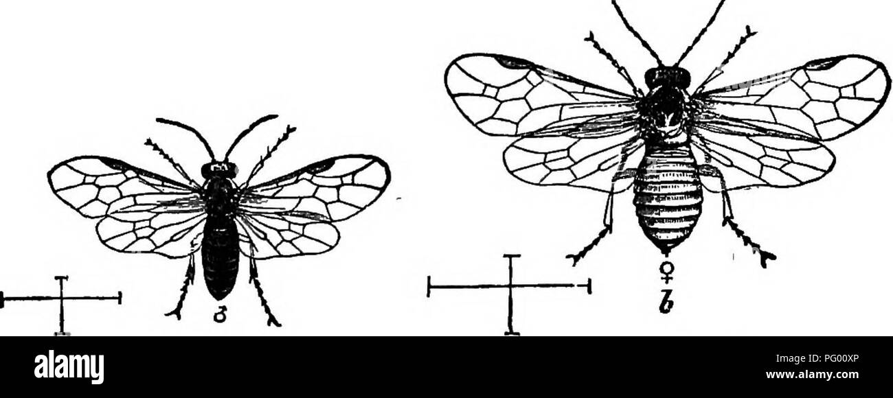 La fruta americana culturist, que contiene instrucciones para la  propagación y la cultura de todos los frutos adaptados a los Estados  Unidos. Fruit-cultura. 202 Los insectos destructivos. producto hábilmente  para poner