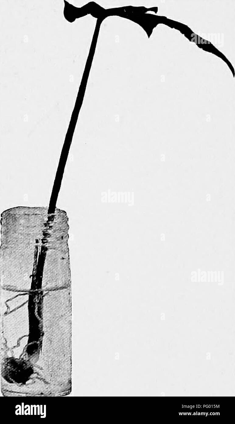 Lecciones De Botanica La Botanica 46 Botanica Del Protoplasma