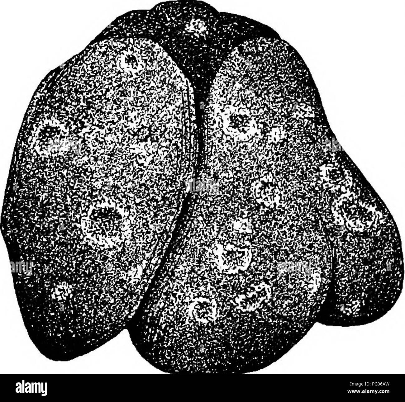 add bolsagage to delta flight