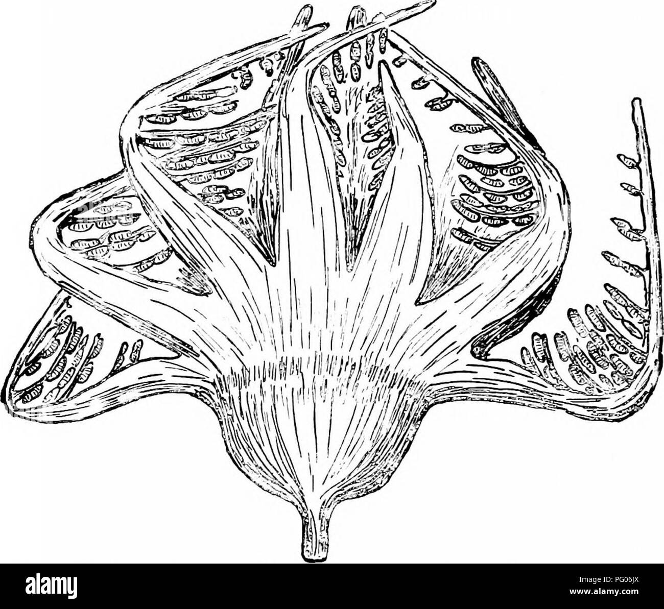 . Plantas fósiles : para los estudiantes de botánica y geología . Paleobotánica. 438 BENNBTTITALES [CH. (Fig. 552). Los microspores, 58-65/i en longitud, son bastante estrechas, ovaladas y muy similares a los descritos por Solms-Laubach^ en Cycadeoidea etrusca. La synangia están conectados en dos filas de delgados segmentos laterales que parecen estar desprendido de la cara superior cerca de la línea media del amplio sporophylls lineal (fig. 565, A). Nathorst señala que la posición de las pinnas fértil trae el sporophylls en estrecha relación con la vegeta- tiva frondes de Ptikyphyllum pecten y otros Cycadean f Foto de stock