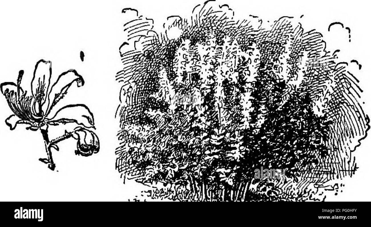 . Cyclopedia of American horticultura, compuesto de sugerencias para el cultivo de plantas hortícolas, las descripciones de las especies de frutas, hortalizas, flores y plantas ornamentales vendidos en los Estados Unidos y Canadá, junto con los Esbozos Biográficos y geográficos. Jardinería. 480 DICHORISANDRA DICTAMNUS 3-4 pulg. de ancho, witii una breve e intensa, bastante abrupta: punto de tallo robusto, no ramificados, manchados; racimos corto, densamente thyrsoid: los sépalos blanco o verdoso. Gt. 1868:593. F.S. 16:1711.-Su principal belleza es la apariencia del mosaico del follaje, debido a innumerables cortos, blanquecina línea transversal Foto de stock